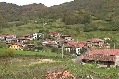 ponga