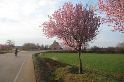 Alcubilla de Avellaneda, Soria