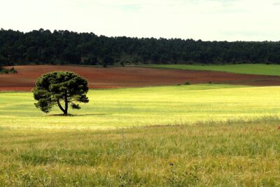 Almodovar del Pinar, Cuenca