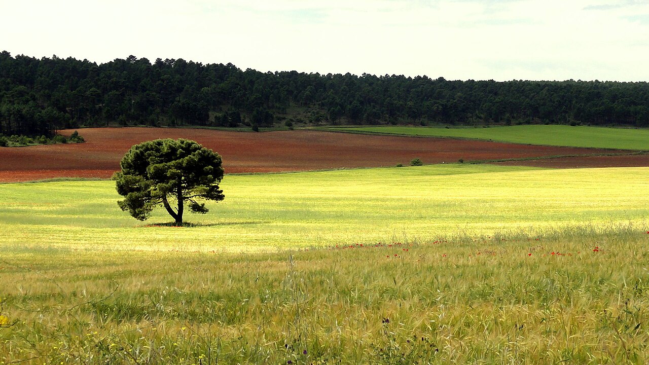 Almodovar del Pinar, Cuenca