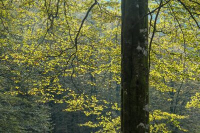 Beintza Labaien, Navarra