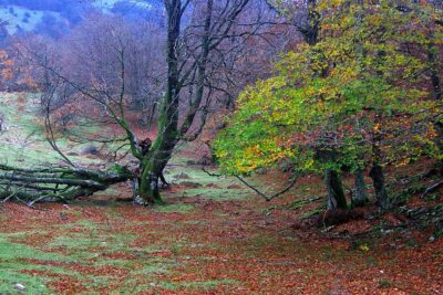 Ergoiena, Navarra