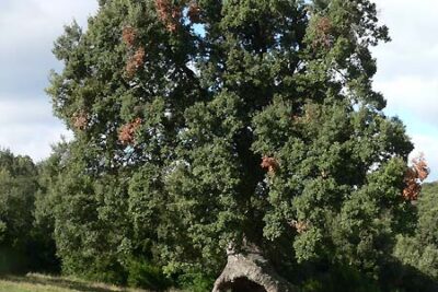 Mendaza, Navarra