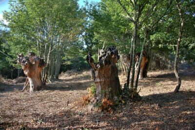 Verea, Ourense