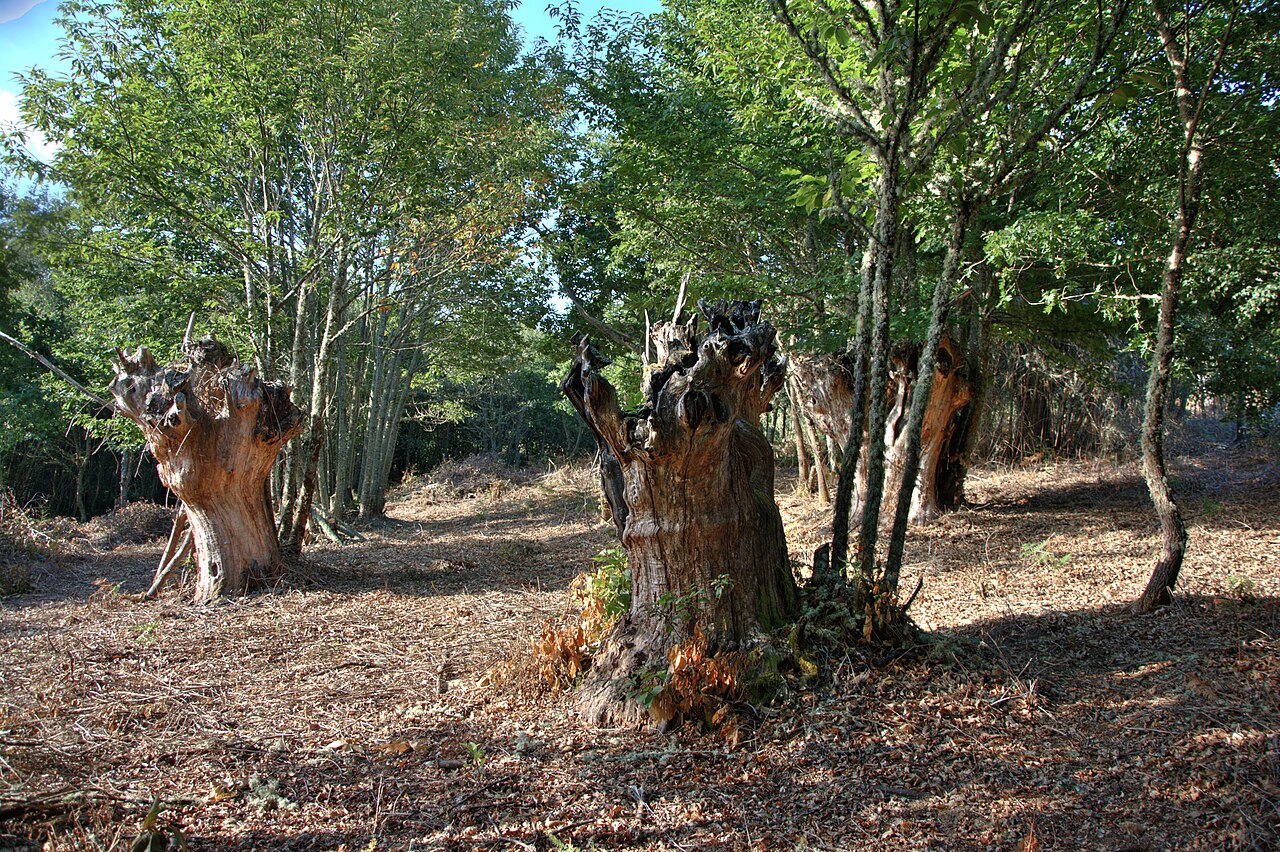 Verea, Ourense
